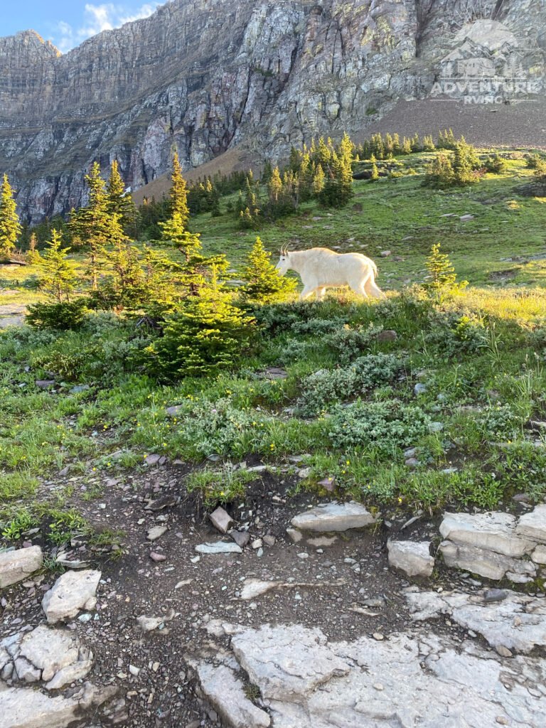 Logan Pass Hidden Lake Overlook hike wild life mountain goat