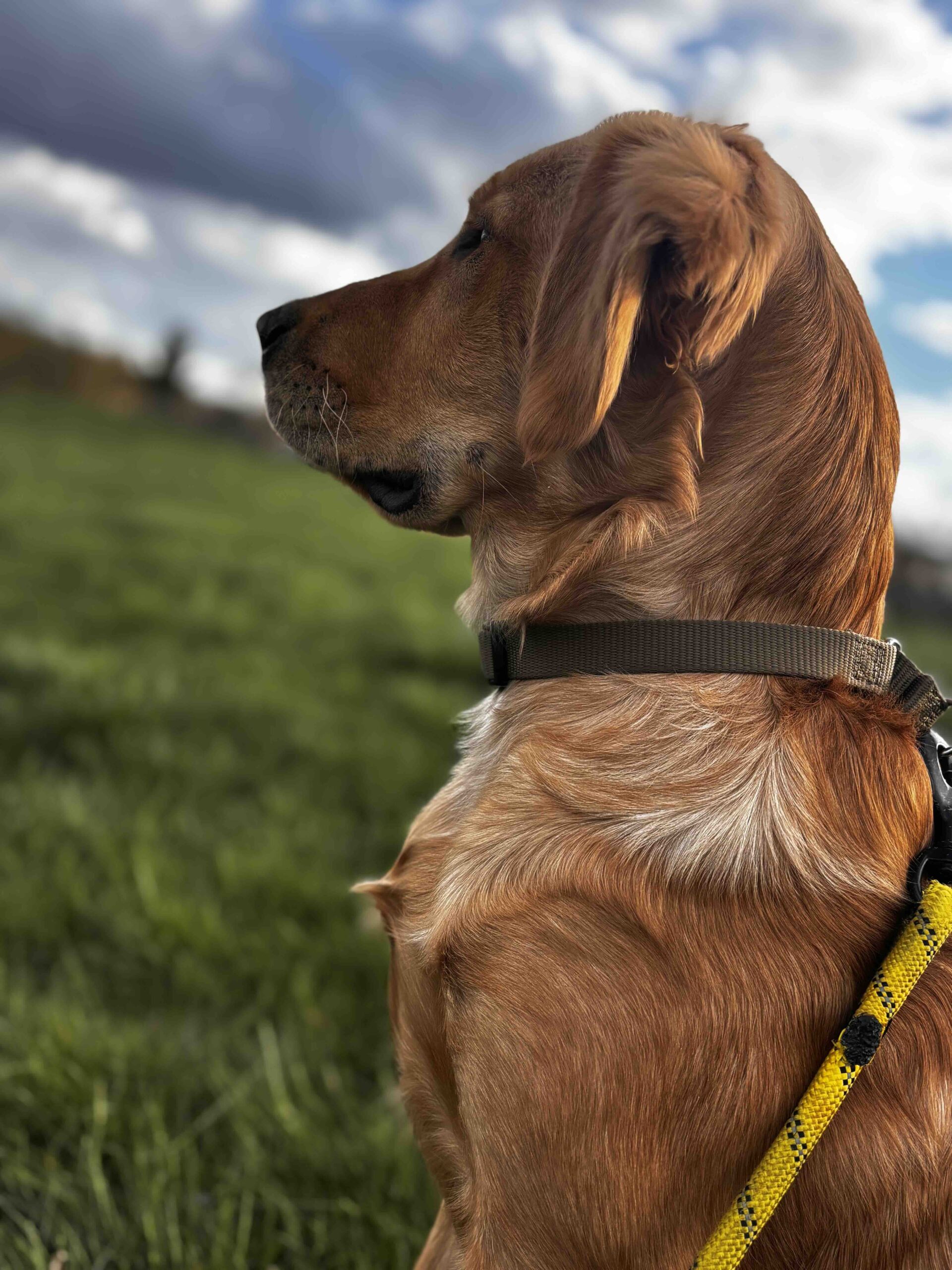profile